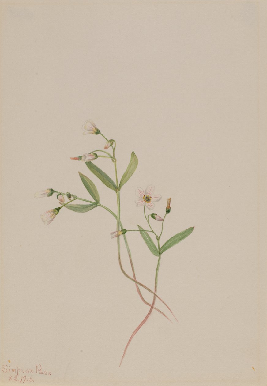 Bellezza primaverile Claytonia lanceolata, 1916 da Mary Vaux Walcott