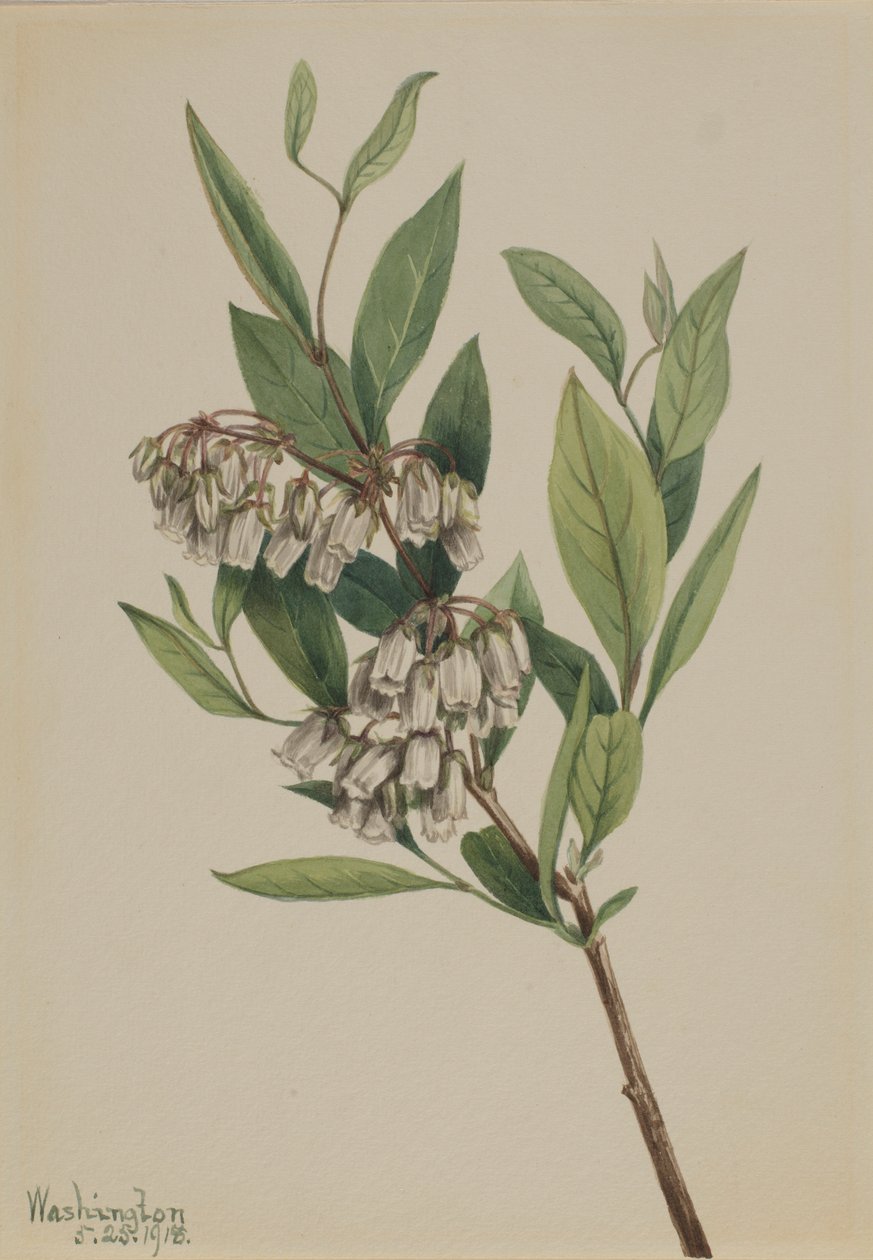 Cespuglio di pali (Pieris mariana) da Mary Vaux Walcott