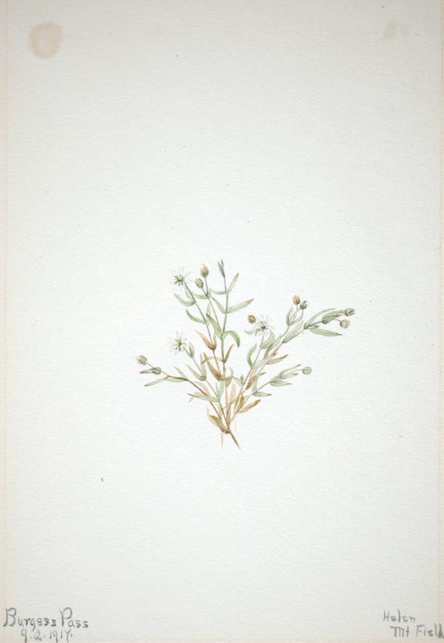 Stelleria leata da Mary Vaux Walcott
