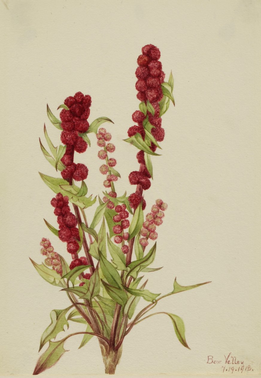 Strawberry-Blite Chenopodium capitatum da Mary Vaux Walcott
