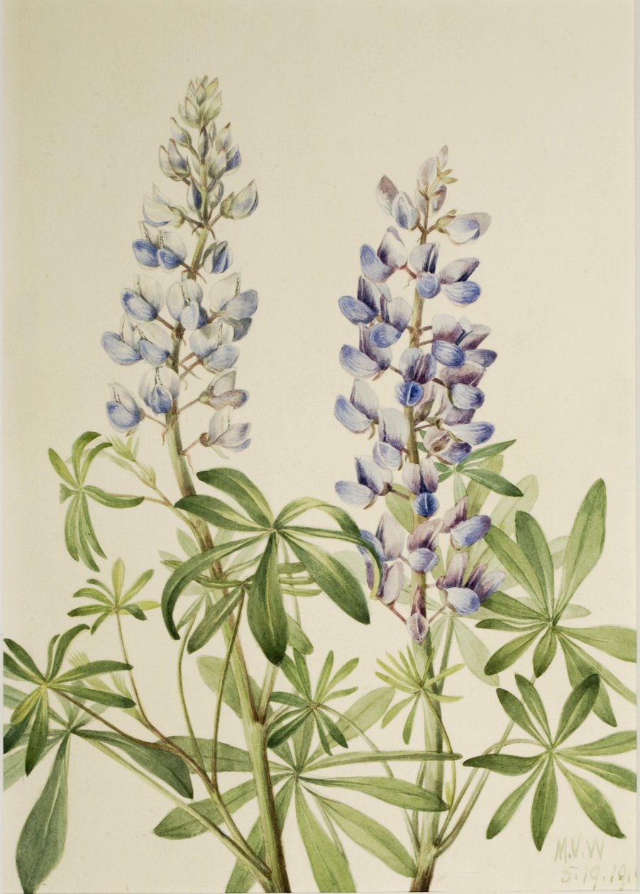 Lupino delle foglie (Lupinus perennis) da Mary Vaux Walcott
