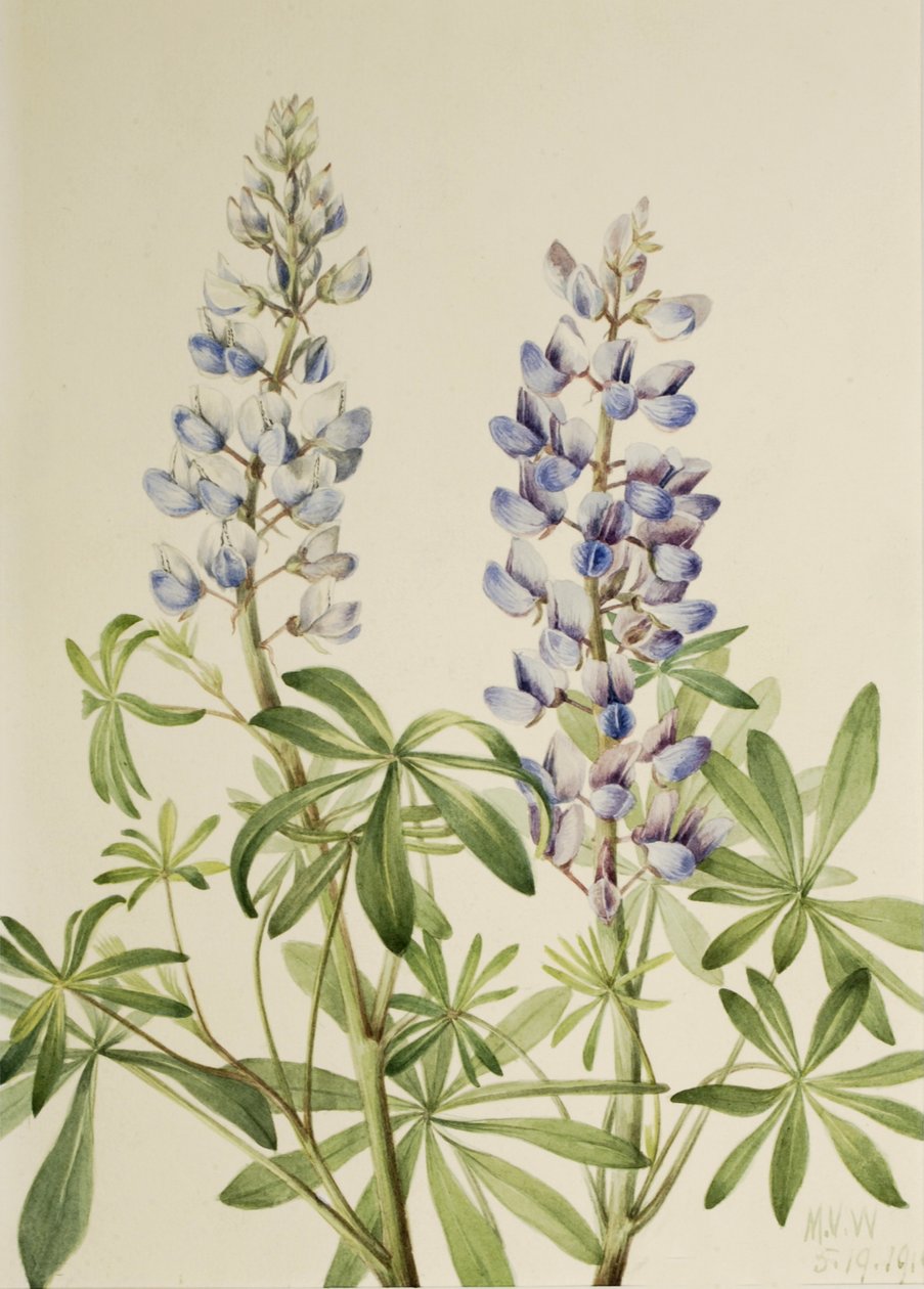 Meridiana Lupino Lupinus perennis, 1919 da Mary Vaux Walcott