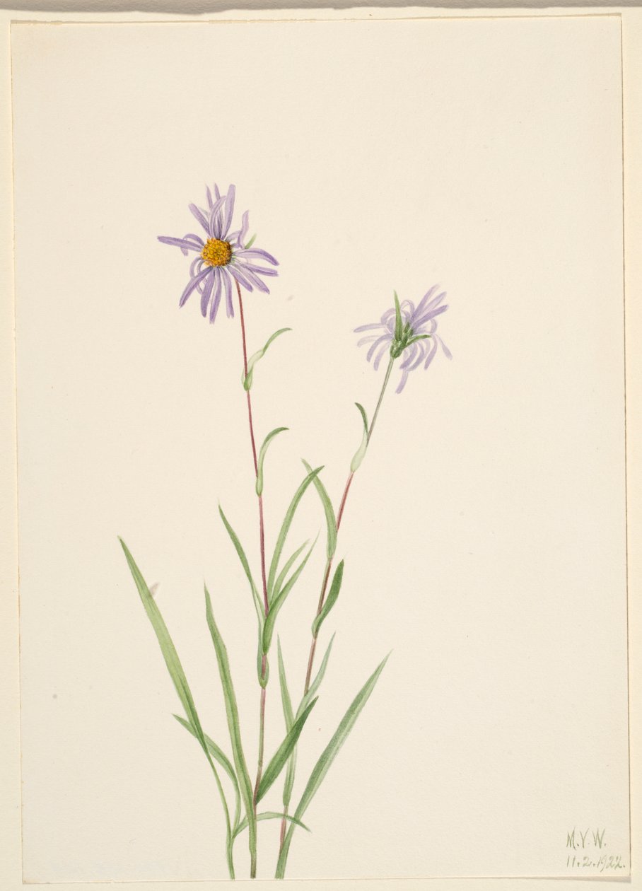 Aster paludoso (Aster paludosus) da Mary Vaux Walcott