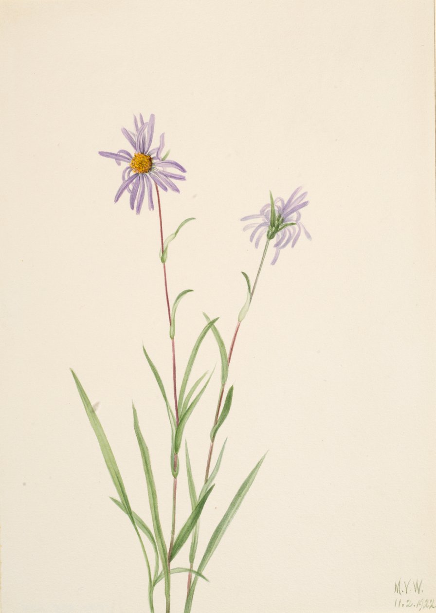 Aster palustre, 1922 da Mary Vaux Walcott