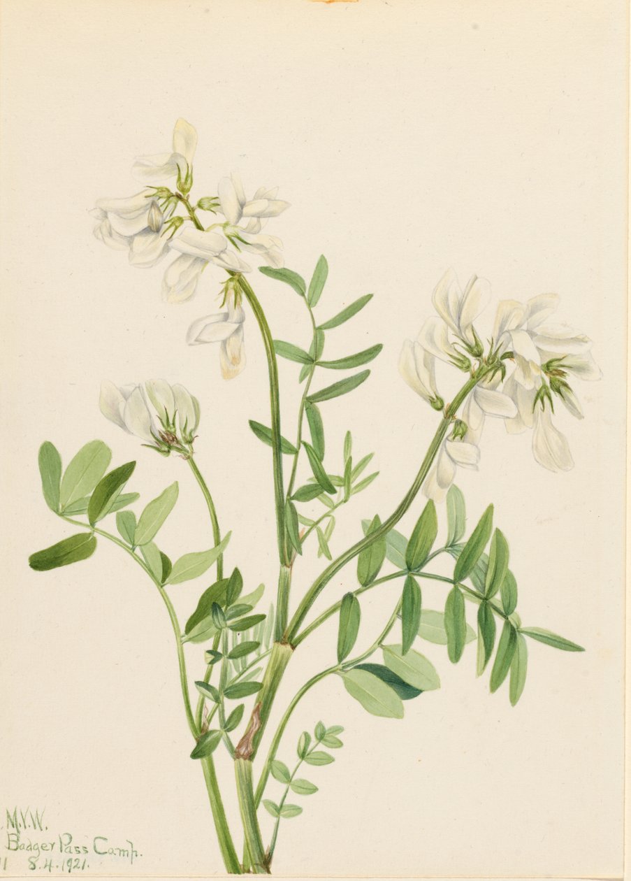 Meliloto (Hedysarum mackenzii) da Mary Vaux Walcott