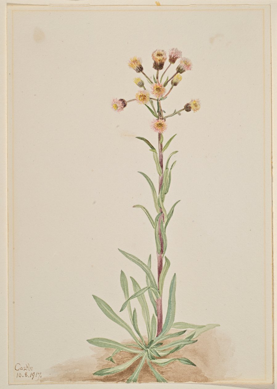Flebo alto (Erigeron acris) da Mary Vaux Walcott