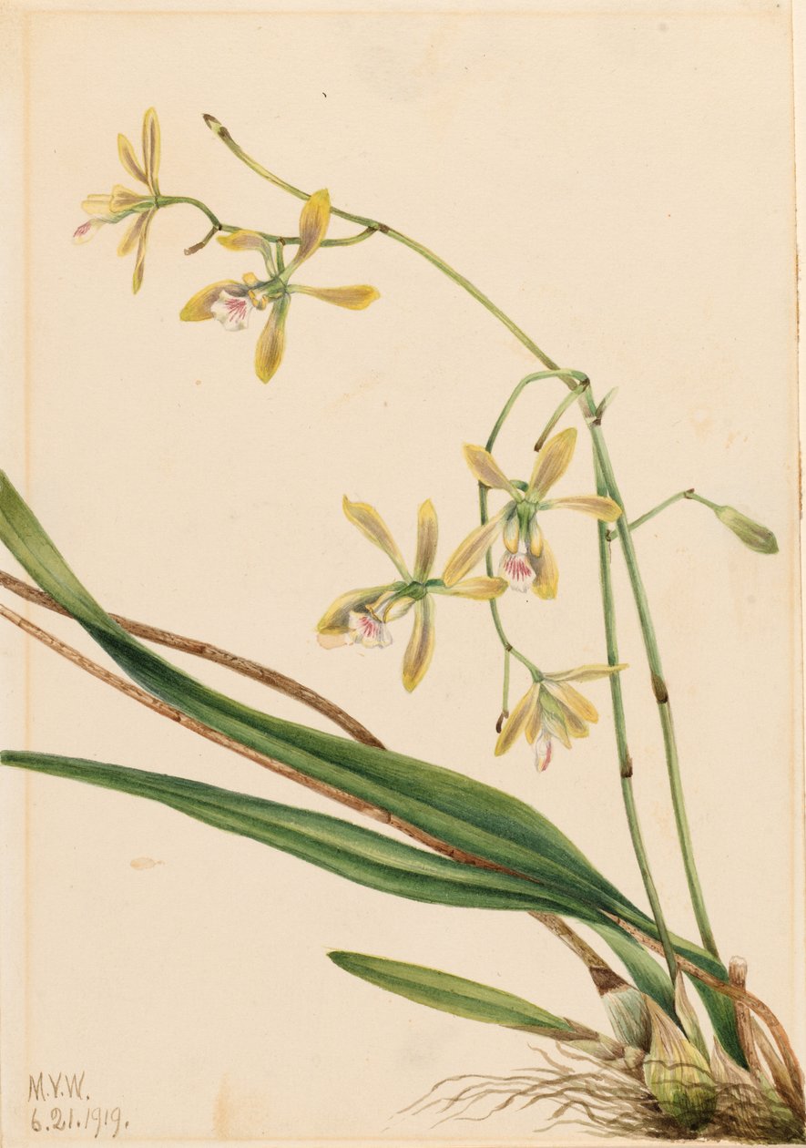 Epidendro di Tampa (Epidendrum tampense) da Mary Vaux Walcott