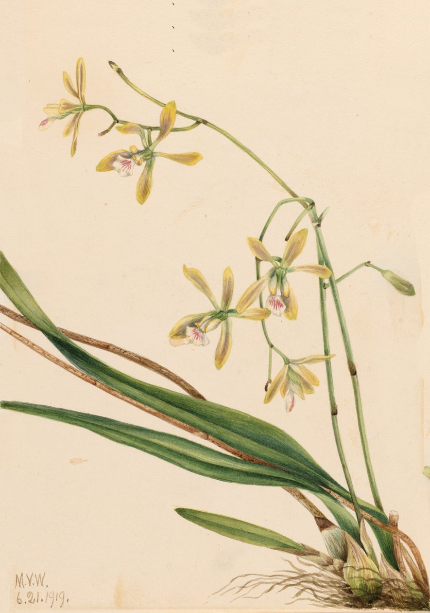 Tampa Epidendrum Epidendrum tampense da Mary Vaux Walcott