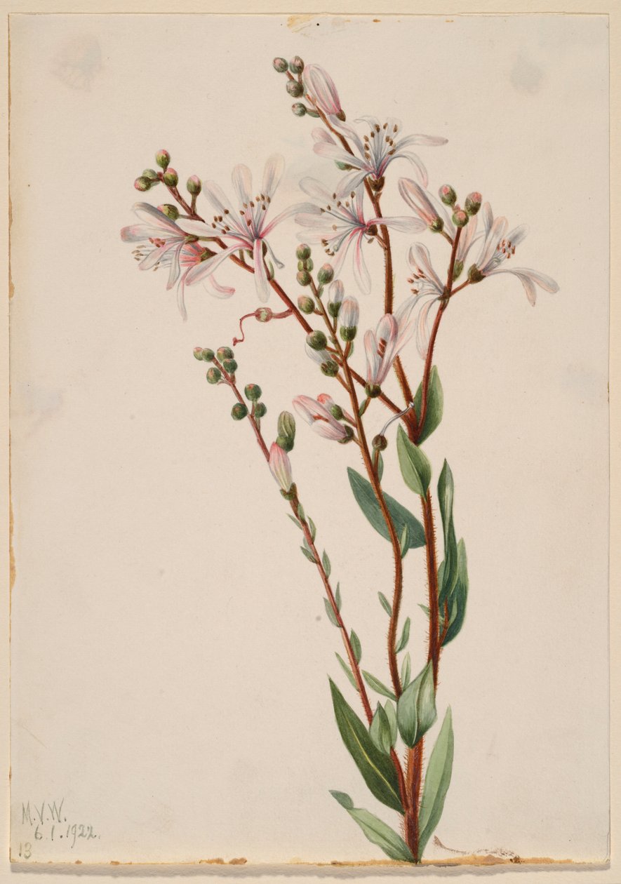 Tarflower (Befaria racemosa) da Mary Vaux Walcott