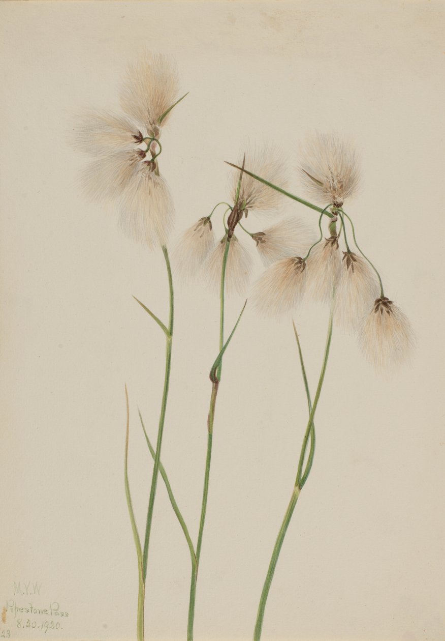 Cotone di palude Eriophorum angustifolium, 1920 da Mary Vaux Walcott