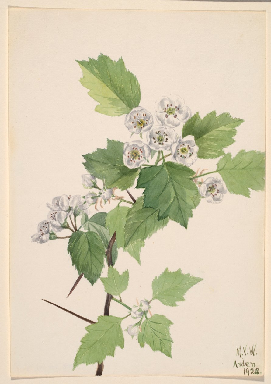 Biancospino (Crataegus coccinea) da Mary Vaux Walcott