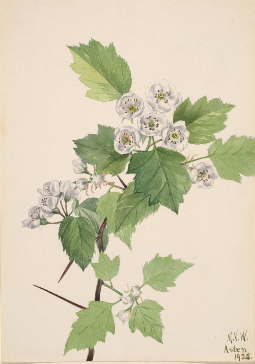 Biancospino Spinoso Crataegus coccinea, 1922 da Mary Vaux Walcott