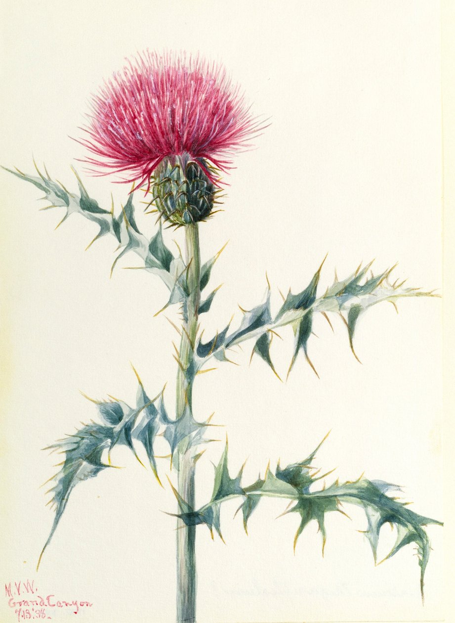Cardo (Cirsium arizonica) da Mary Vaux Walcott