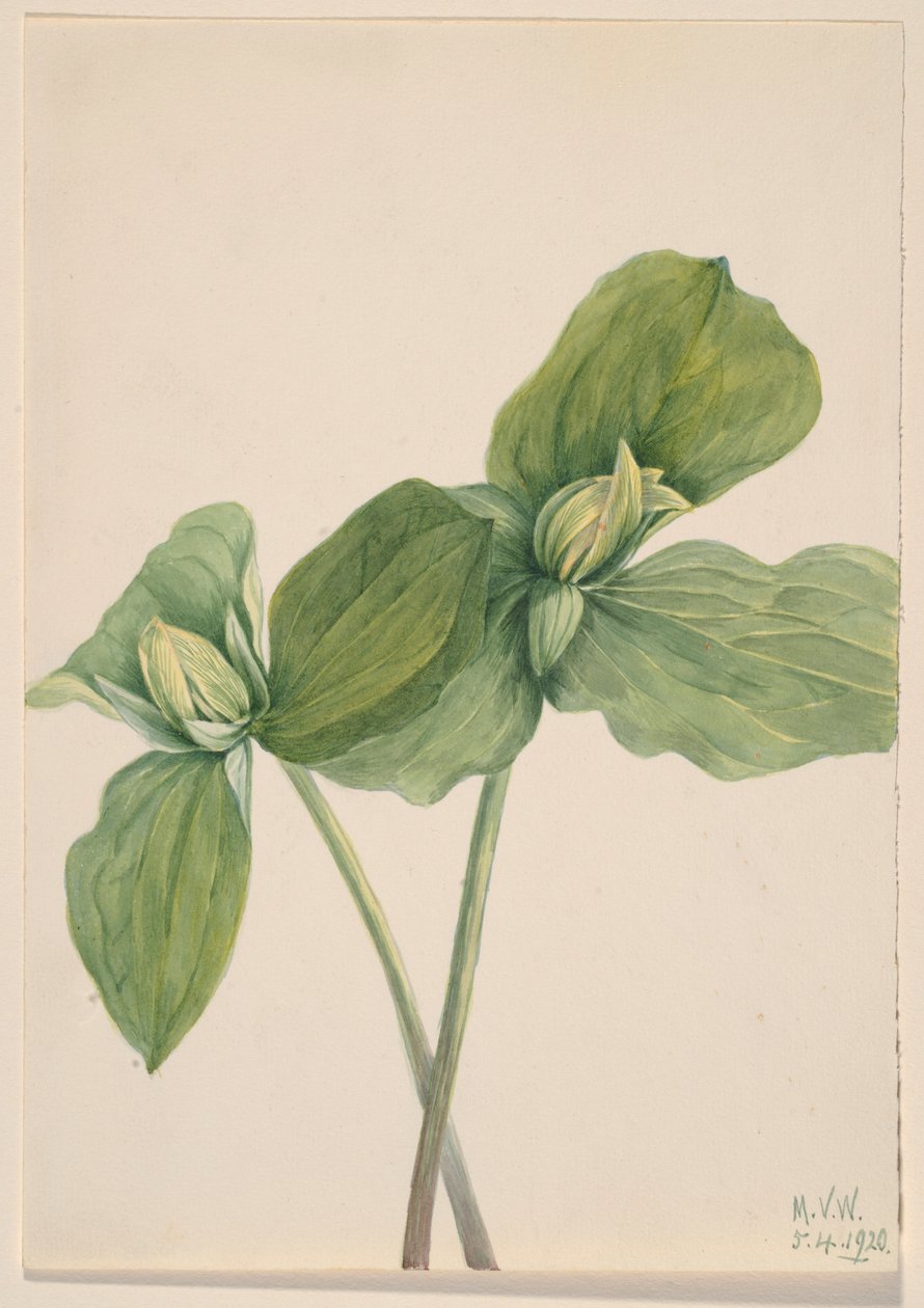 Trillio bruco (Trillium sessile) da Mary Vaux Walcott