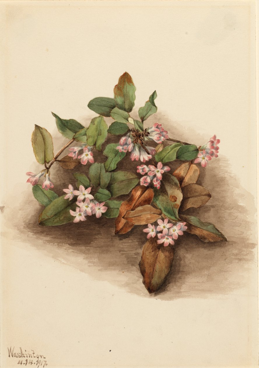 Trailing Arbutus Epigaea repens, 1917 da Mary Vaux Walcott