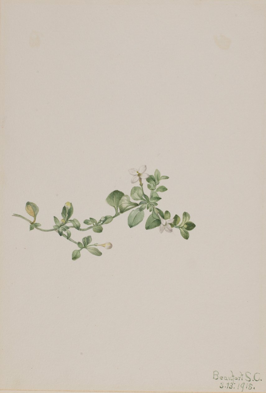 Houstonia rampicante (Houstonia procumbens) da Mary Vaux Walcott