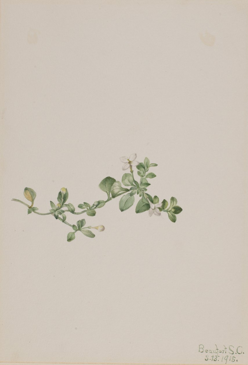 Houstonia strisciante Houstonia procumbens, 1918 da Mary Vaux Walcott