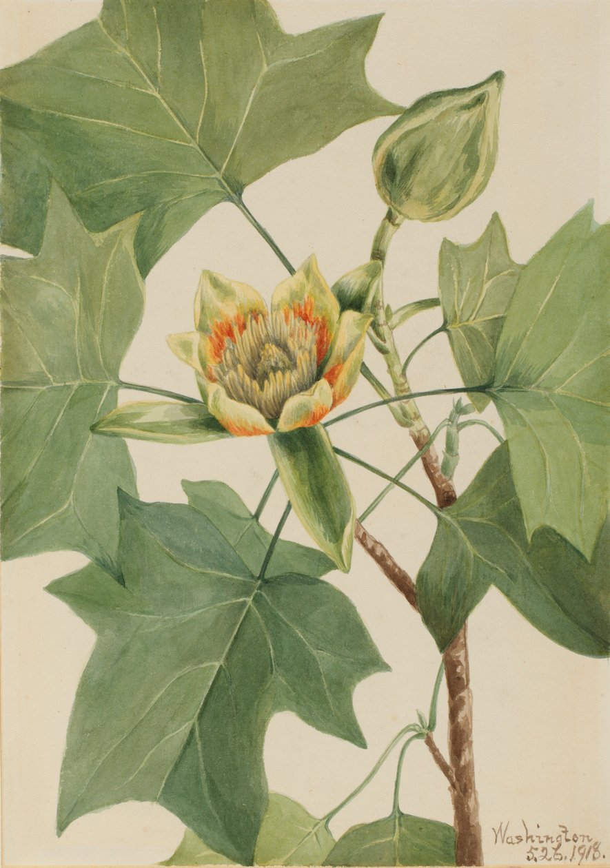 Tulipano (Liriodendron tulipifera) da Mary Vaux Walcott
