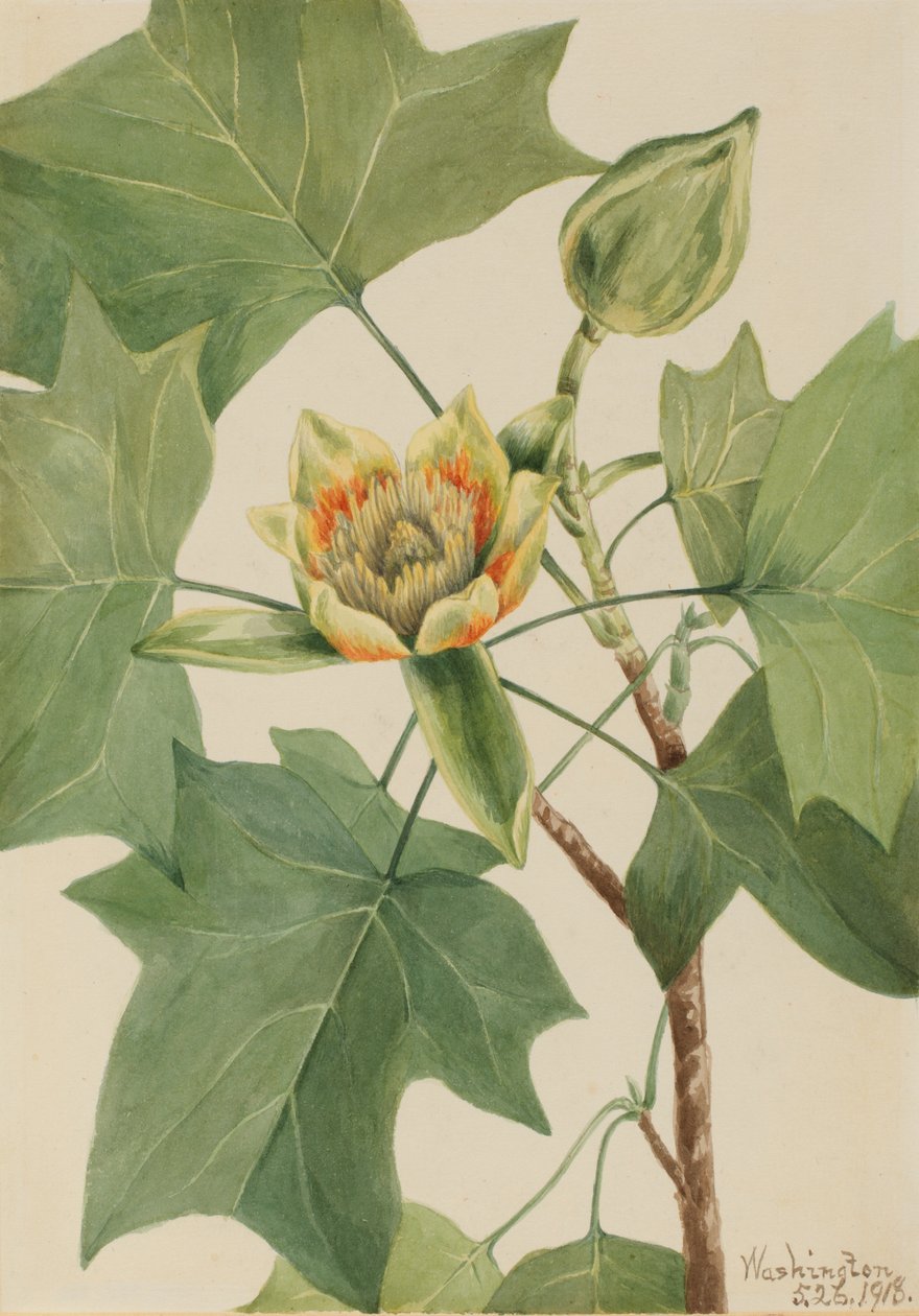 Albero dei tulipani Liriodendron tulipifera da Mary Vaux Walcott