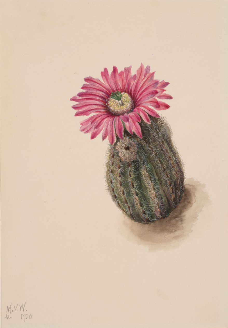 Cactus Testa di Tacchino Echinocerus perbellus da Mary Vaux Walcott