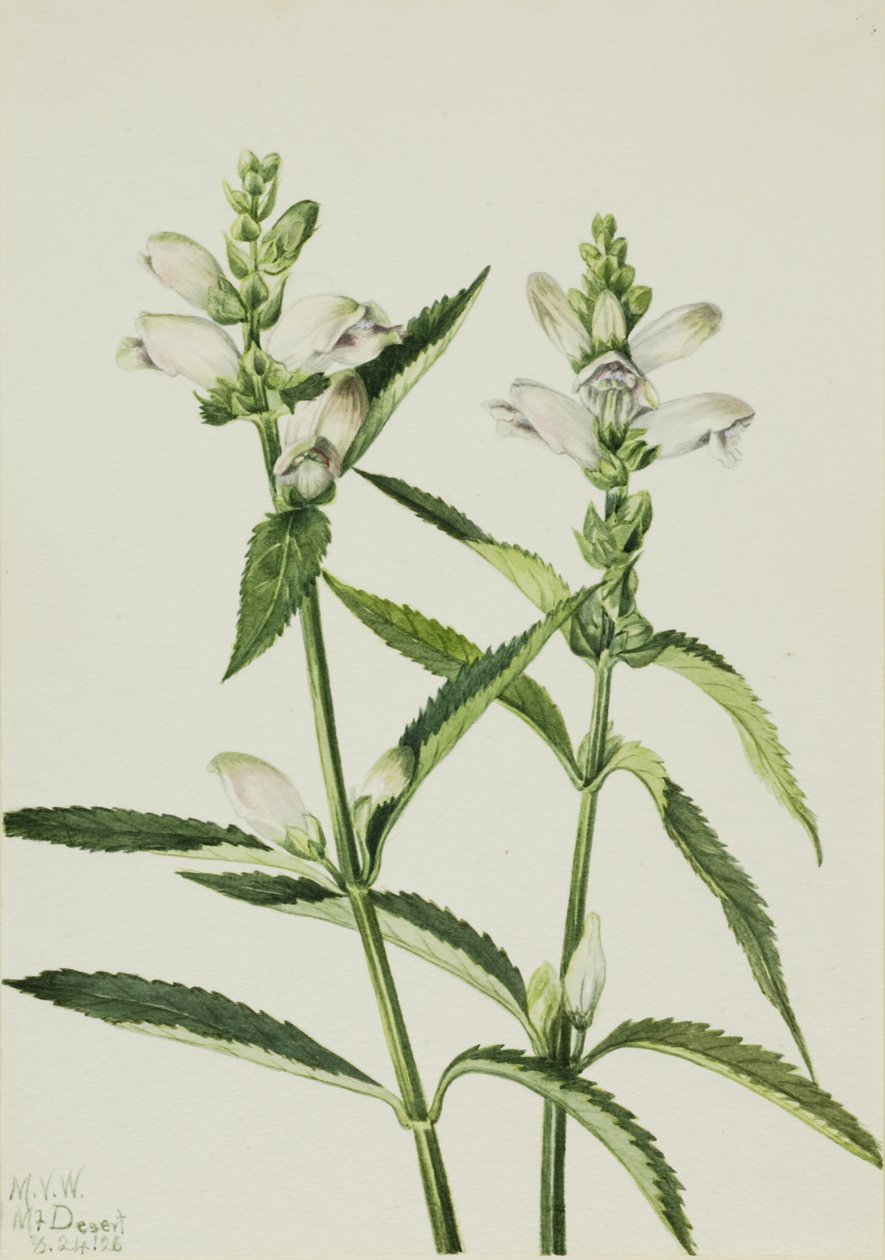 Chelone glabra, 1926 da Mary Vaux Walcott