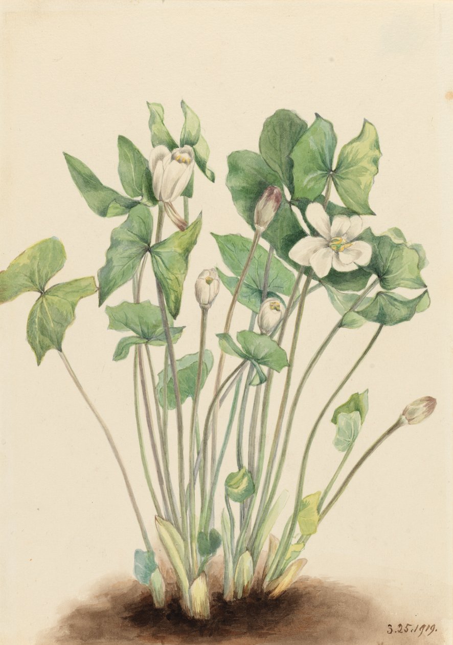 Foglia Gemella Jeffersonia diphylla, 1919 da Mary Vaux Walcott