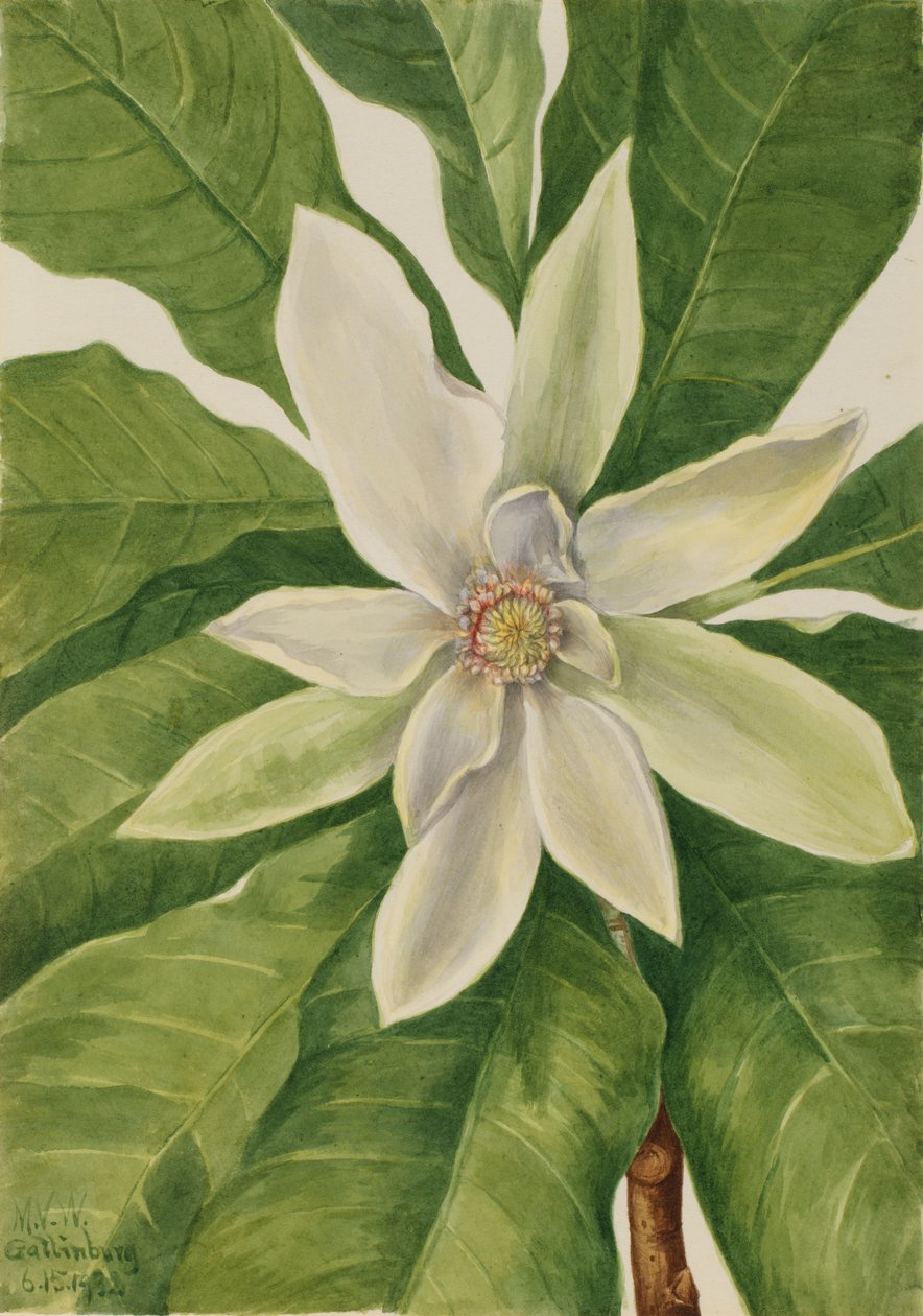 Magnolia tripetala, 1932 da Mary Vaux Walcott