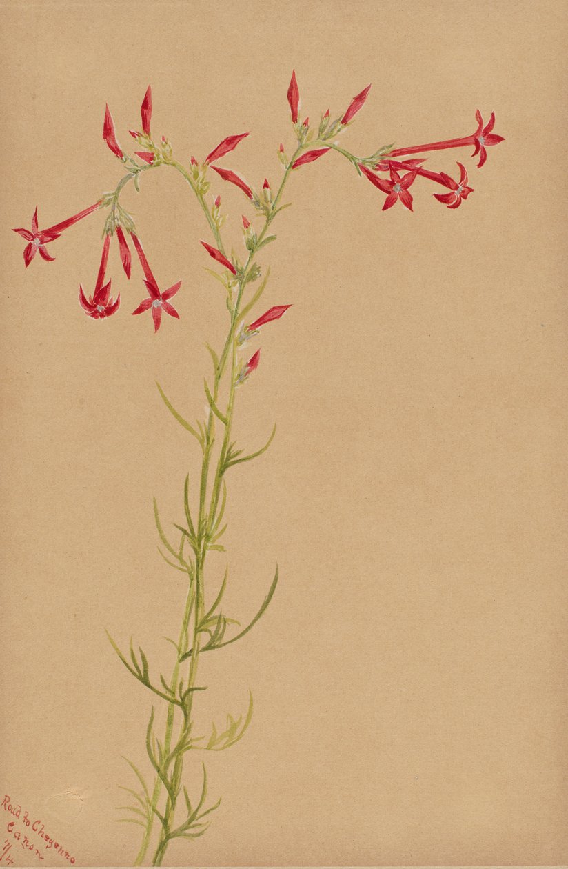 Senza titolo - Studio di un fiore da Mary Vaux Walcott