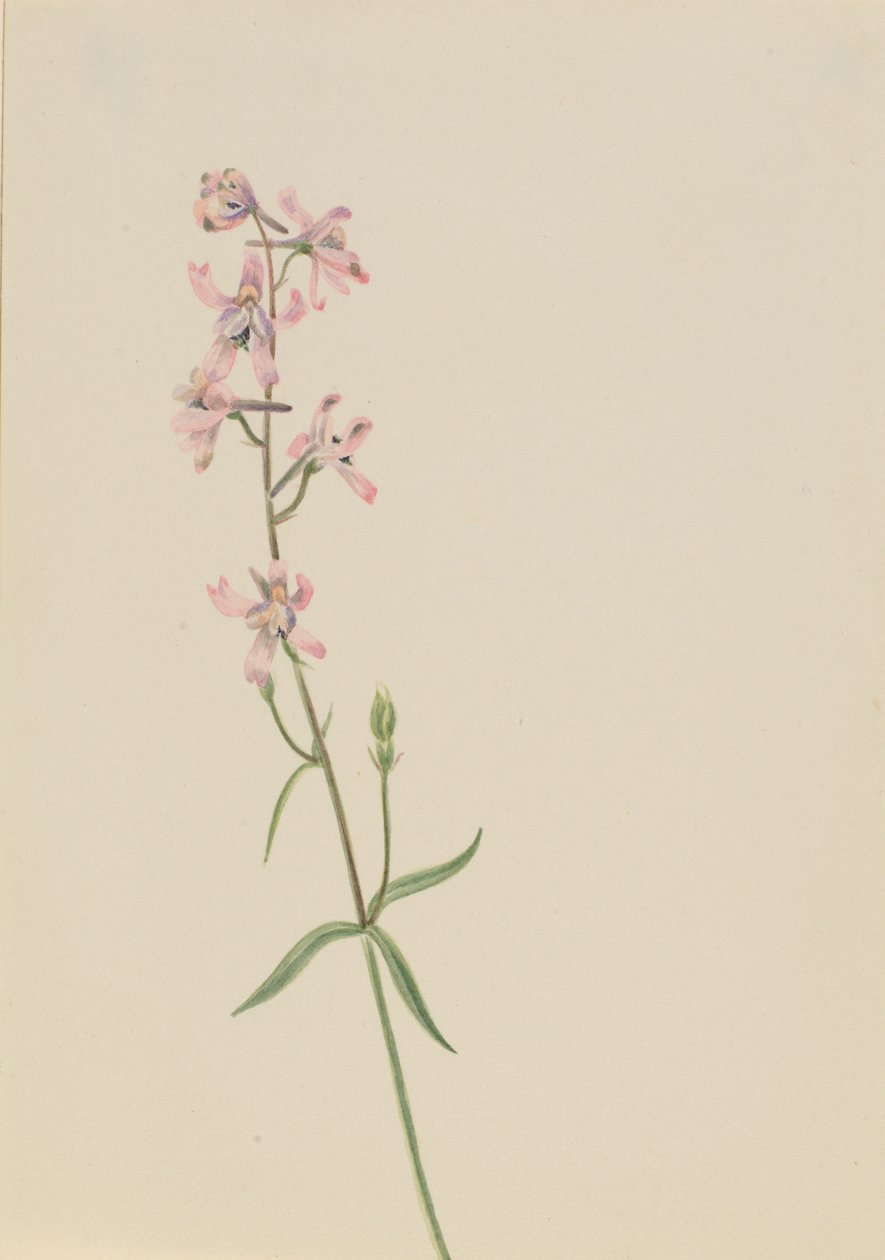 Senza titolo - Studio di un fiore da Mary Vaux Walcott
