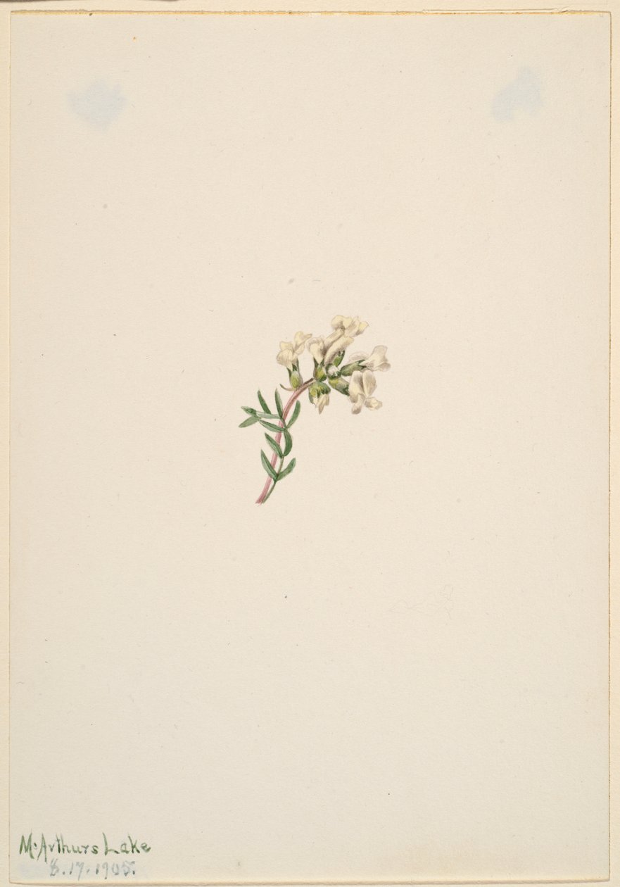 Senza titolo - Studio di un fiore da Mary Vaux Walcott