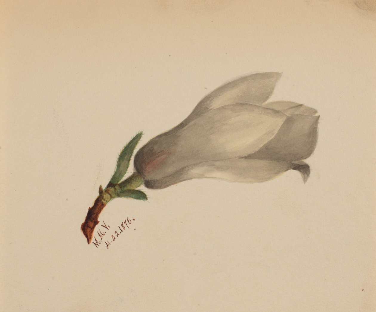 Senza titolo - Studio di fiori da Mary Vaux Walcott