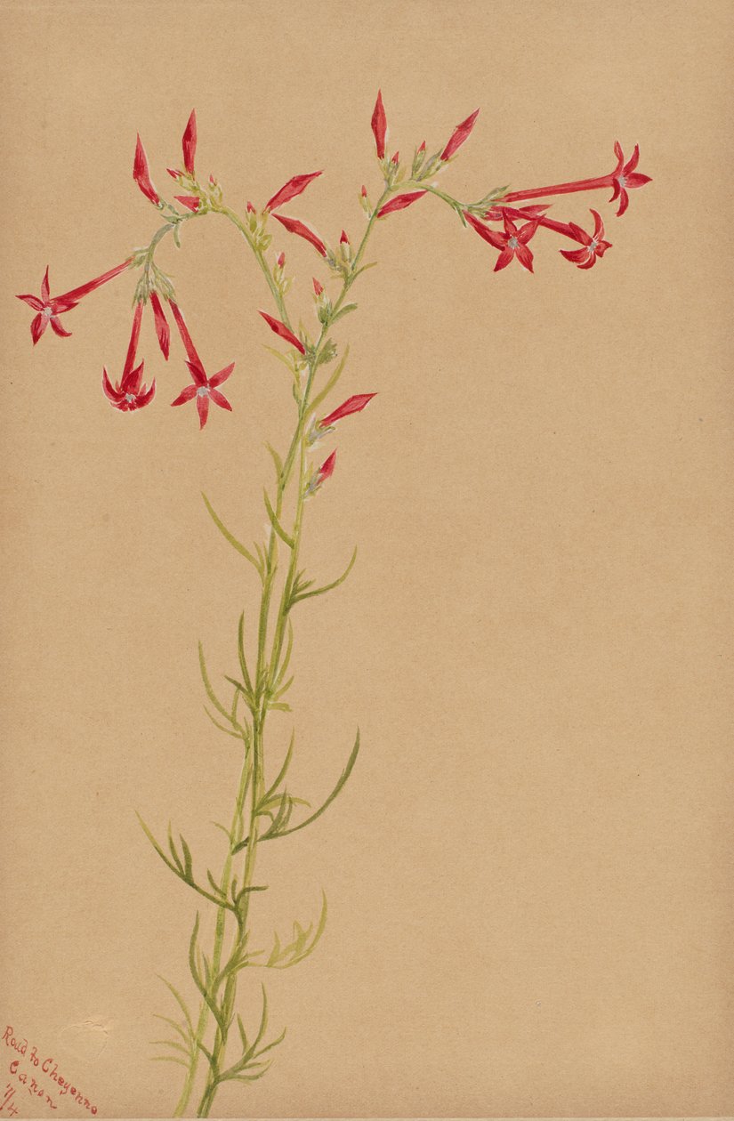 Studio di Fiori senza titolo da Mary Vaux Walcott