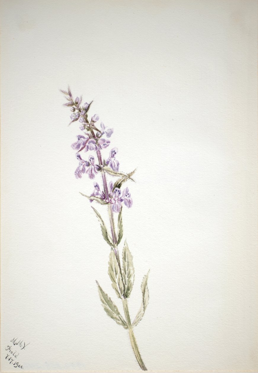Senza titolo - Studio di fiori da Mary Vaux Walcott