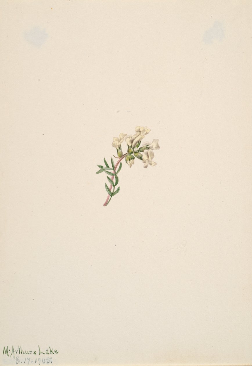 Senza Titolo - Studio di Fiori da Mary Vaux Walcott
