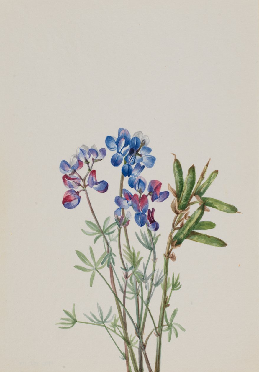 Senza titolo - Studio di Fiori da Mary Vaux Walcott