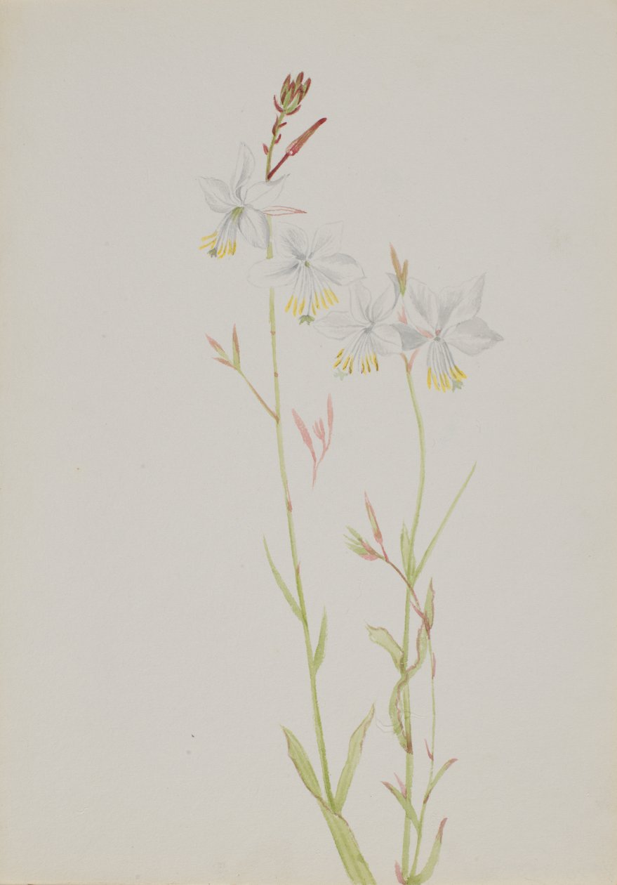 Studio di fiori senza titolo da Mary Vaux Walcott