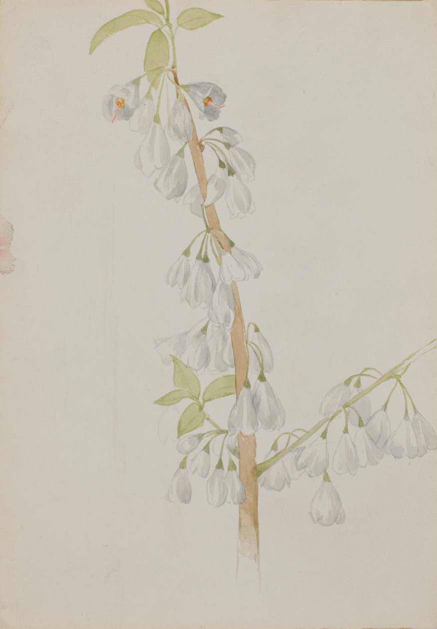 Senza titolo - Studio di fiori da Mary Vaux Walcott