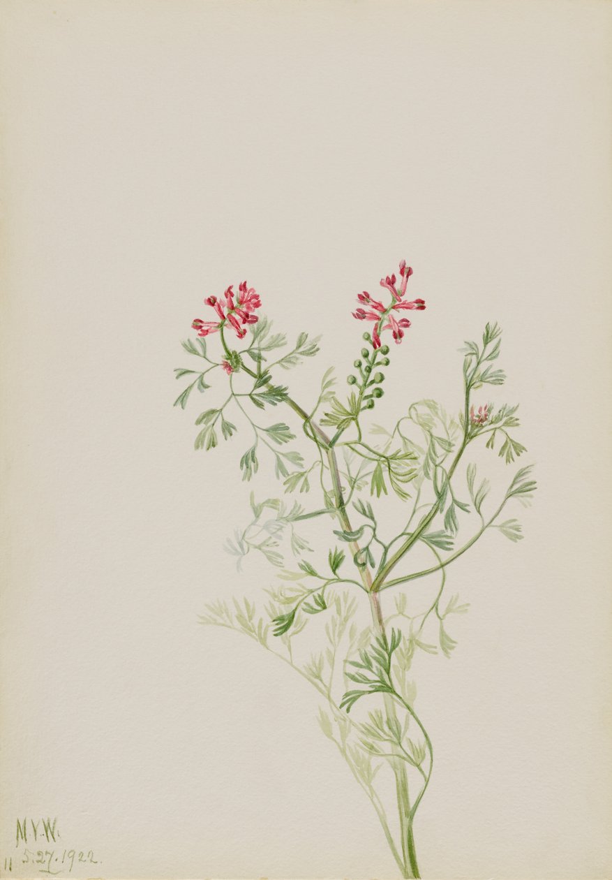 Senza titolo - Studio di una pianta da Mary Vaux Walcott