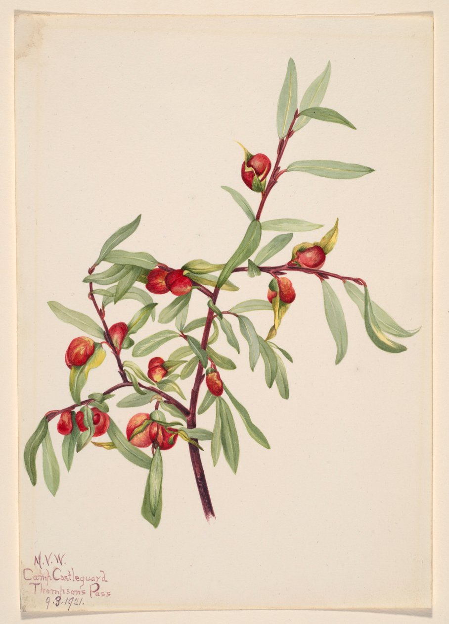 Senza titolo - Studio di una pianta da Mary Vaux Walcott