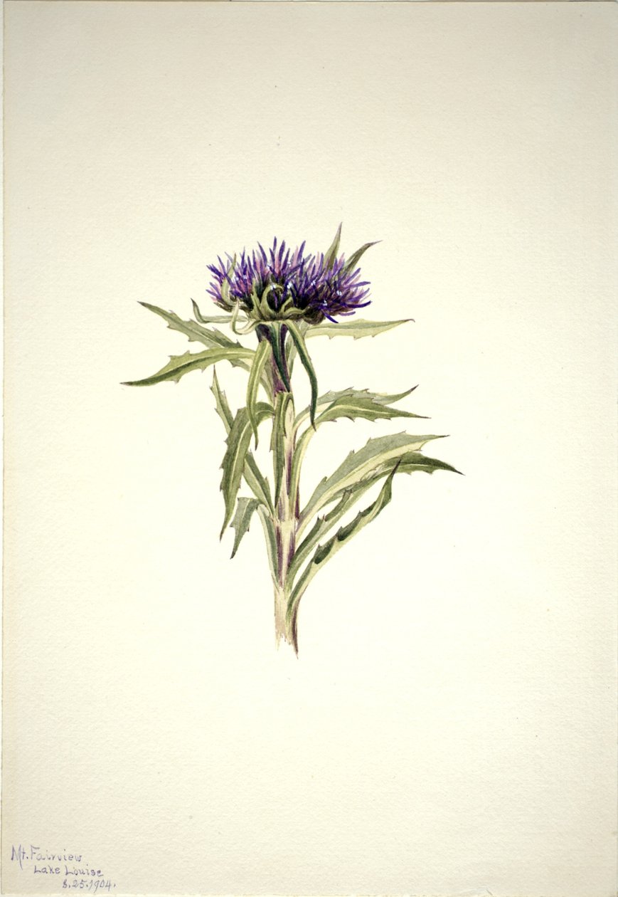 Senza titolo - Studio di una pianta da Mary Vaux Walcott