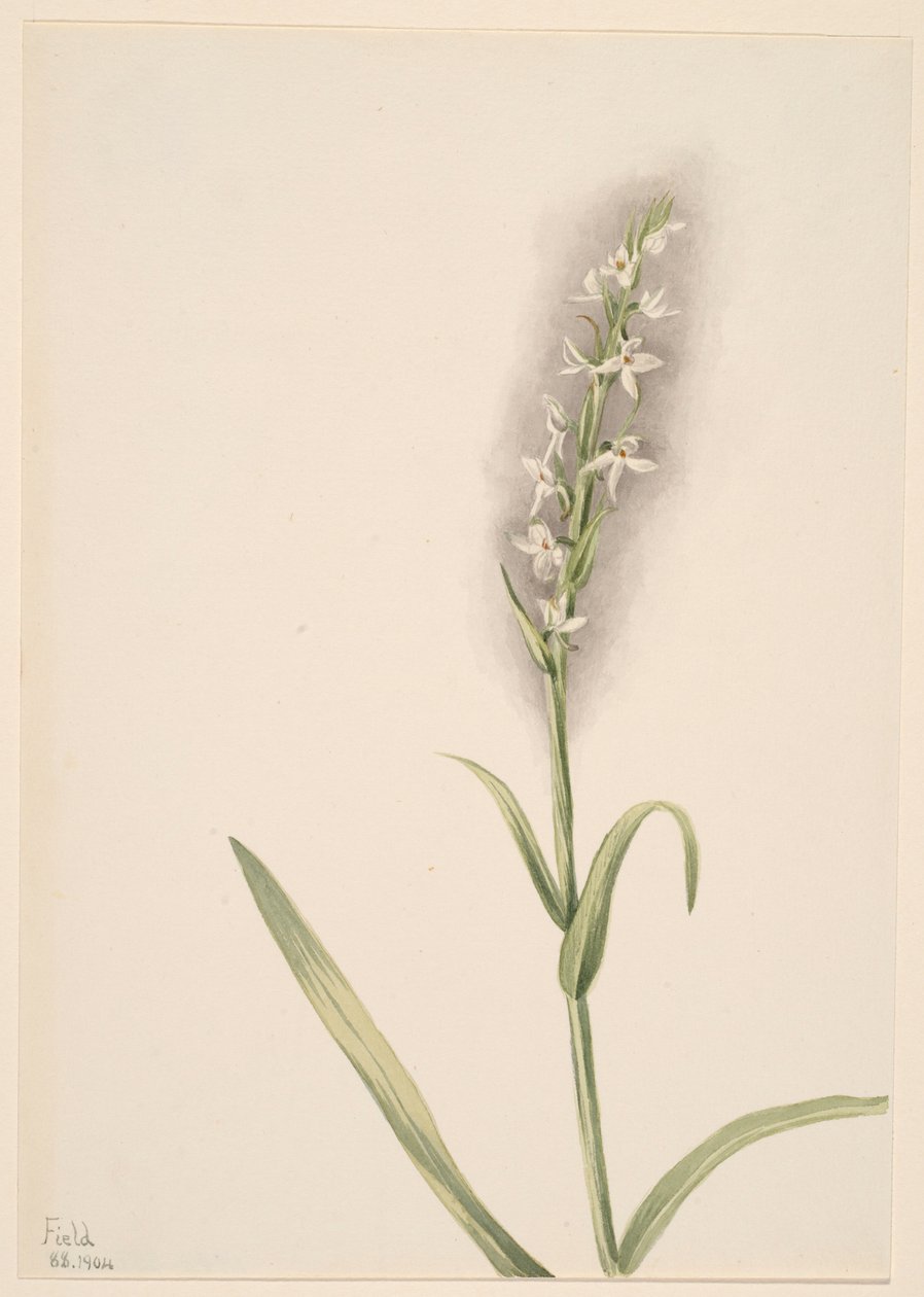 Senza titolo - Studio di una pianta da Mary Vaux Walcott