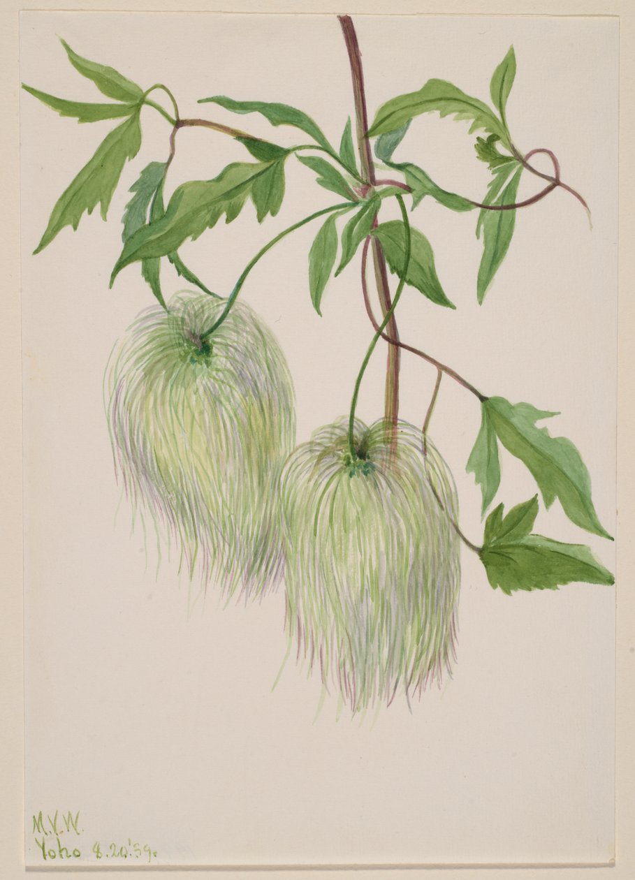 Studio di piante da Mary Vaux Walcott