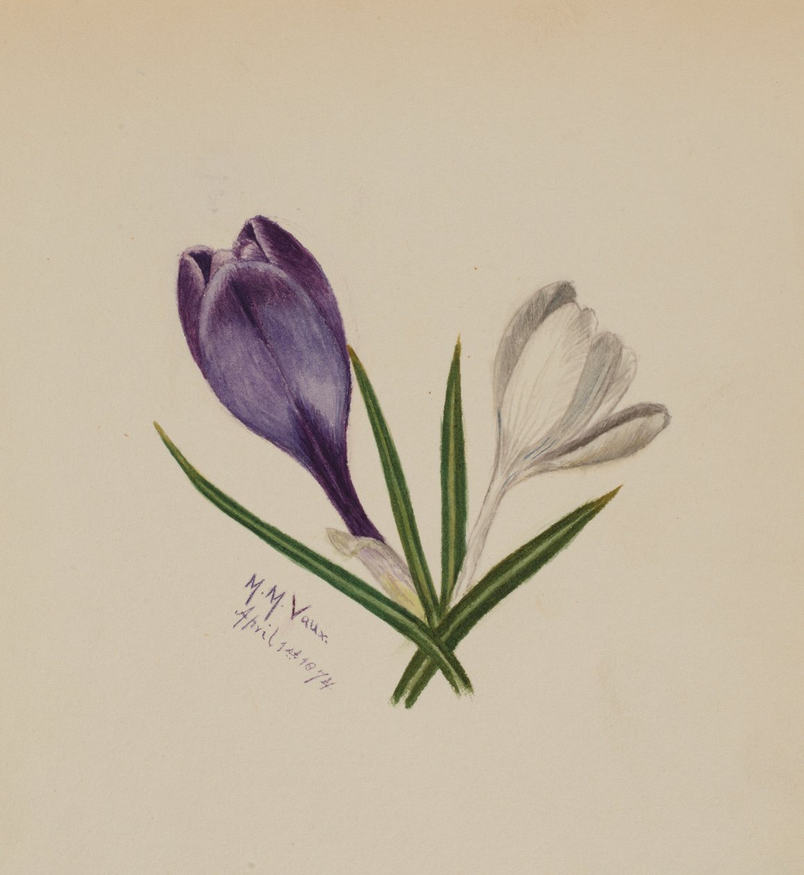 Senza titolo (crochi) da Mary Vaux Walcott