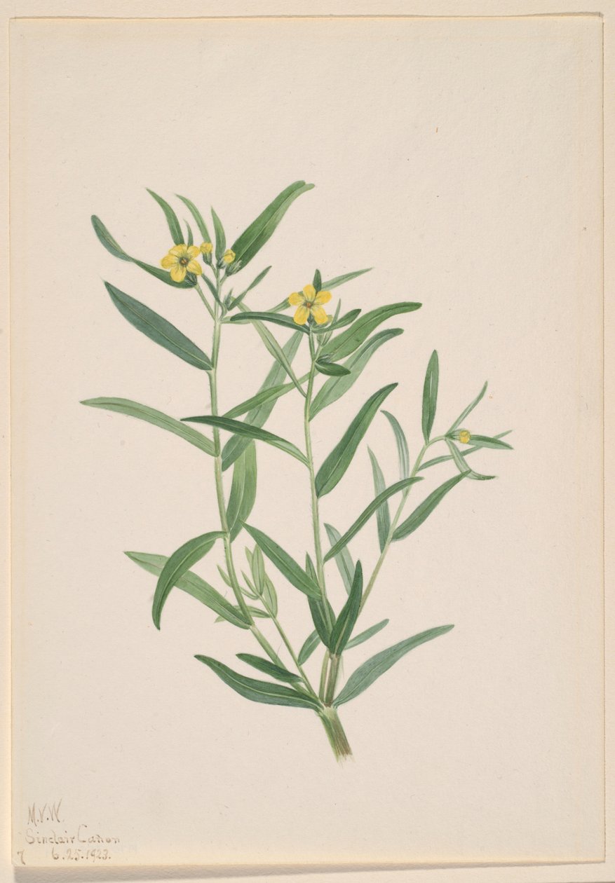 Senza titolo (Studio di un fiore) da Mary Vaux Walcott