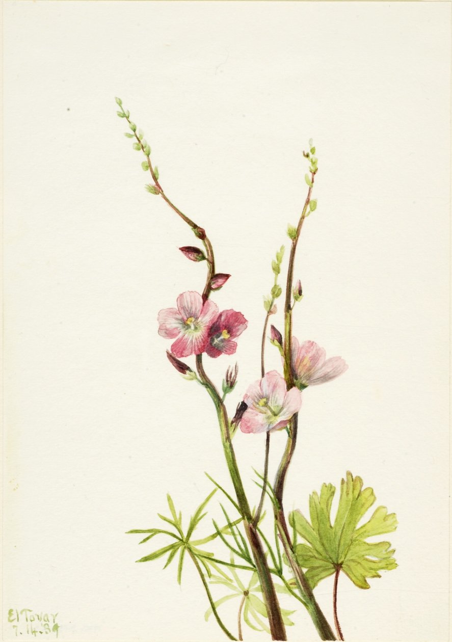 Senza titolo (Studio di un fiore da Mary Vaux Walcott