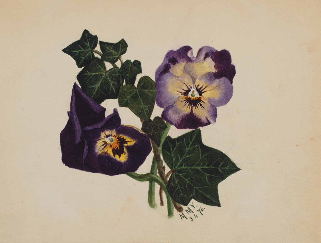 Senza titolo (viole e edera) da Mary Vaux Walcott
