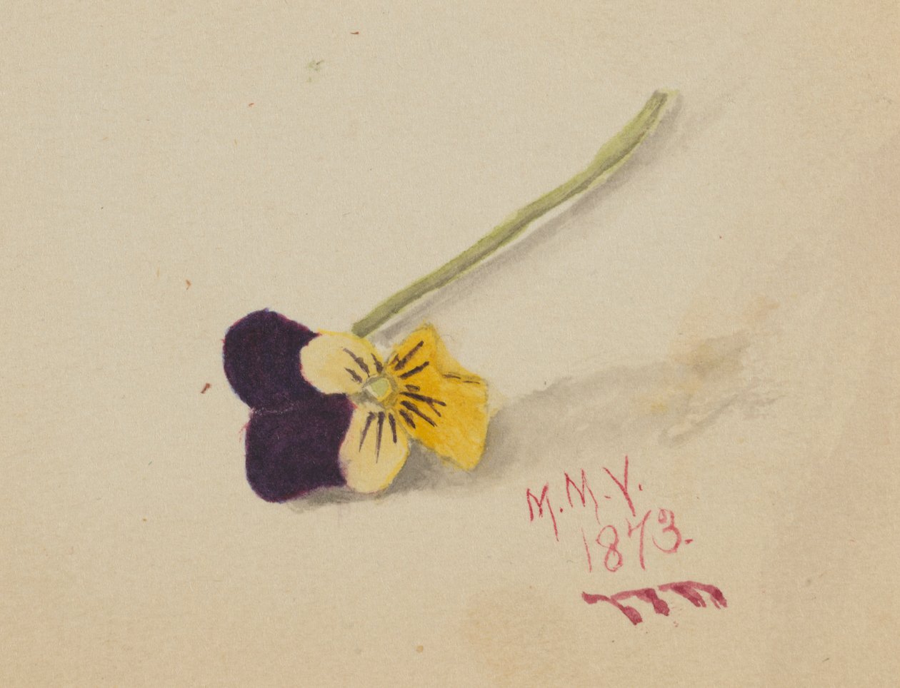 Senza titolo (Pansy) da Mary Vaux Walcott