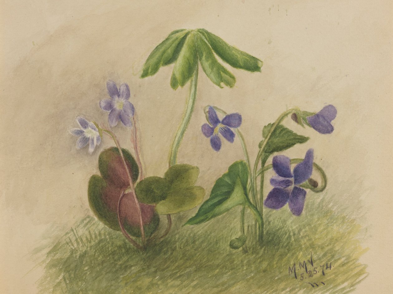 Senza titolo da Mary Vaux Walcott