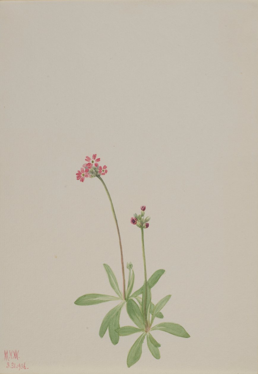 Senza titolo da Mary Vaux Walcott