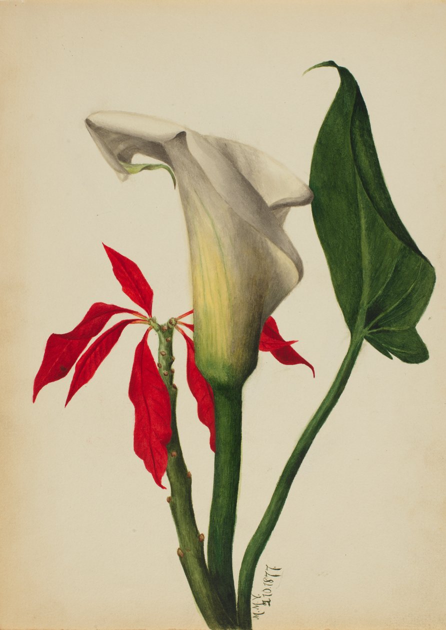 Senza titolo, Calla Lily da Mary Vaux Walcott